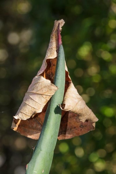 kakteenblatt mit laub - (c) k eutebach.jpg